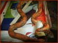 /album/king-snake/a019-2-jpg/